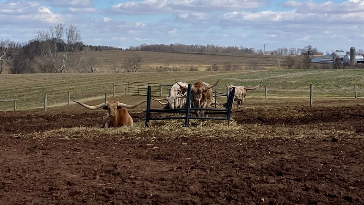 We're horny and looking for the ladies!